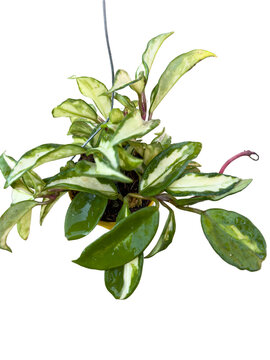 Hoya carnosa variegated plant in hanging basket