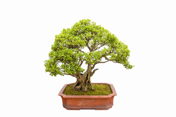 boxwood tree bonsai - 762992754