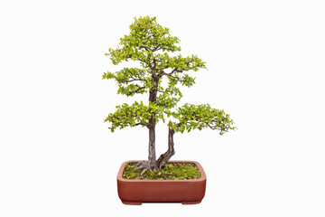 bonsai tree of elm - 762992755