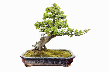 elm bonsai isolated - 762992782