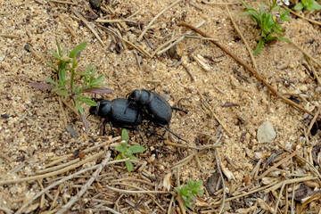 Black Beetles Crawling in Sandy Two black beetles traverse the sandy ground dotted with small plants and twigs, showcasing the insects' natural habitat and behavior.