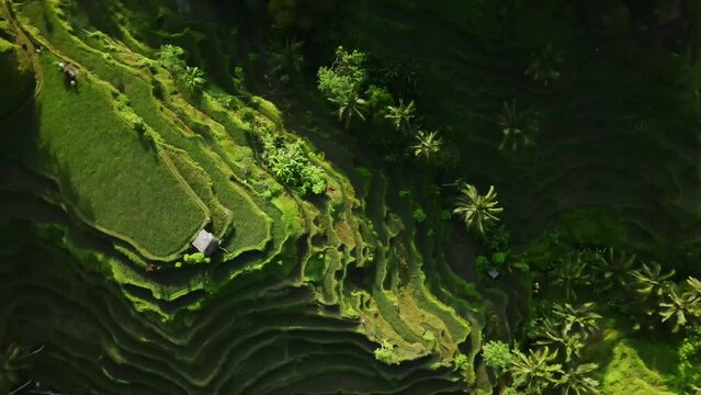 Stunning drone footage of the multi-tiered rice terraces of Tegallalang, Bali.
