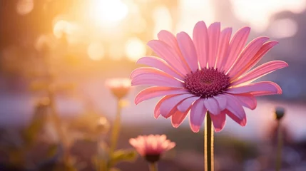 Foto op Plexiglas pink cosmos flower © faiz