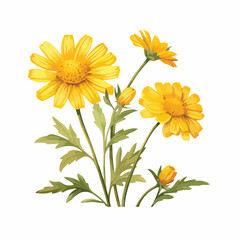 Corn Marigold clipart isolated on white background 
