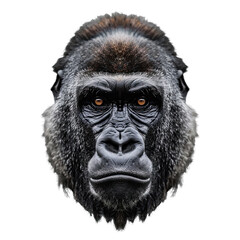 gorilla face shot isolated on transparent background