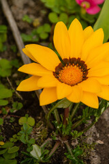 ガザニアの花　黄花