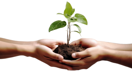 male and female hands hold a sprout on a white isolated background 