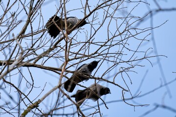 Fototapeta premium Crows on a tree in spring. Three crows on the branches. Selective focus.