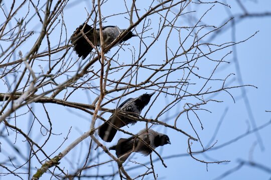 Crows on a tree in spring. Three crows on the branches. Selective focus.