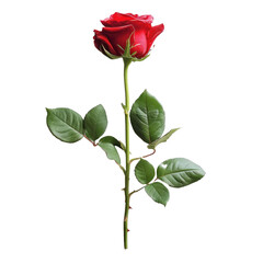 Obraz premium one red rose bud on white isolated background
