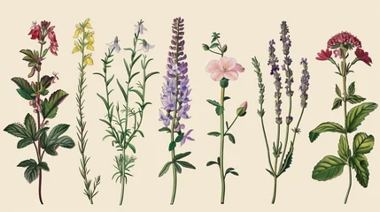 Foto op Canvas Botany. Set. Vintage flowers. Colorful engraving style illustration of herbs and wildflowers. © Mark