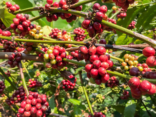 Fresh coffee beans are ripening on the branches or tree of coffee plantations.