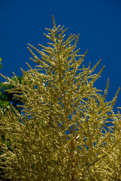 Flower stem of a Mexican Grass Tree (nolina longifolia) against blue sky