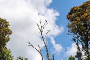 trees and sky with bird