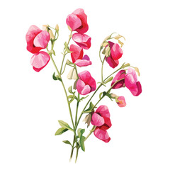 Everlasting Pea clipart isolated on white background