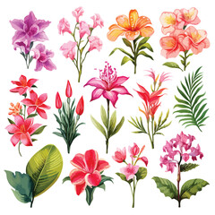 Exotic Flowers Clipart clipart isolated on white background