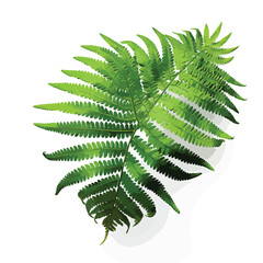 Fern clipart isolated on white background