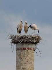 Storch