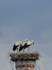 Storch