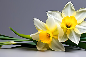 yellow daffodil flower, generative ai
