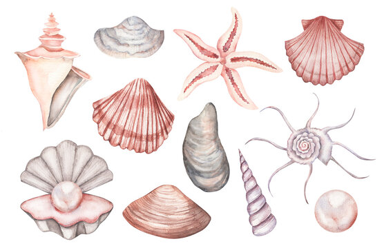 Set with watercolor illustrations of vintage seashells isolated on white background. Marine collection of hand drawn sea shells. Can be used in stickers, textiles, scrapbooking and wrapping paper.
