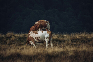 cows in the field