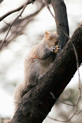 squirrel on tree
