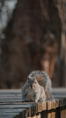 squirrel in the park