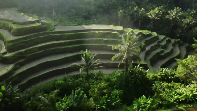 Stunning drone footage of the multi-tiered rice terraces of Tegallalang, Bali.