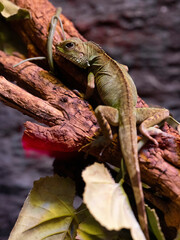 iguana on a branch