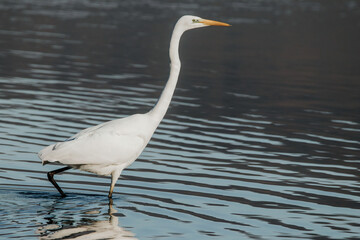 Great white egret on the lake in a sunny day flying 