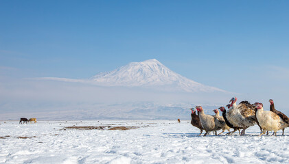 Turkey in the foreground and Ararat 