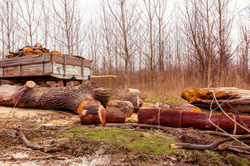 Fresh sawn trunks, logs of wood on ground, ready for transport from forest