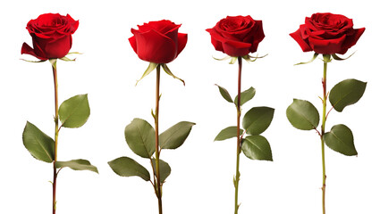 Red rose flower with clipping path, side view. Beautiful single red rose flower on stem with leaves isolated on white background. Naturе object for design to Valentines Day, mothers day, anniversary - obrazy, fototapety, plakaty