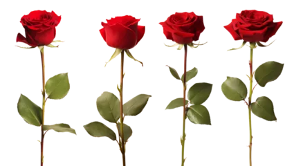 Fotobehang Red rose flower with clipping path, side view. Beautiful single red rose flower on stem with leaves isolated on white background. Naturе object for design to Valentines Day, mothers day, anniversary © PhotoFolio Finds