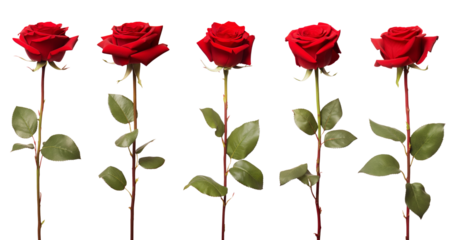 Red rose flower with clipping path, side view. Beautiful single red rose flower on stem with leaves isolated on white background. Naturе object for design to Valentines Day, mothers day, anniversary