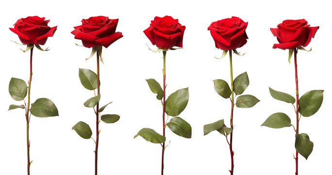 Red rose flower with clipping path, side view. Beautiful single red rose flower on stem with leaves isolated on white background. Naturе object for design to Valentines Day, mothers day, anniversary