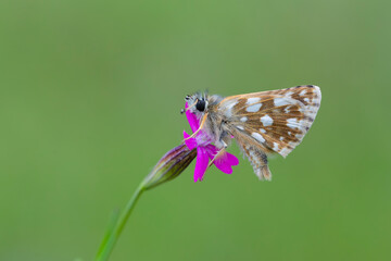 tiny butterfly on pink flower, Aegean skipper, Pyrgus melotis