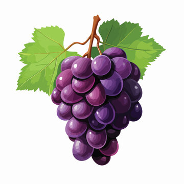 Grapes single clipart. clipart isolated on white background