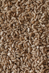 Sunflower seeds background.