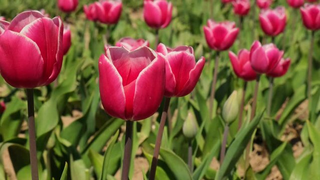 Pink Tulip flowers blooming in the garden field landscape. Beautiful spring garden with many red tulips outdoors. Blooming floral park in sunrise light. Stripped tulips growing in flourish meadow