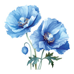 Himalayan Blue Poppy clipart isolated on white background