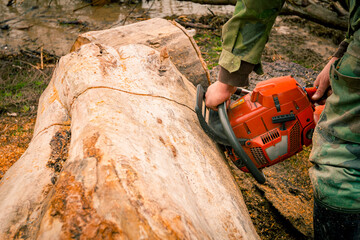 Woodcutter, logger, is cutting firewood, logs of wood, with motor chainsaw near the river