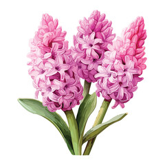 Hyacinths Clipart  isolated on white background