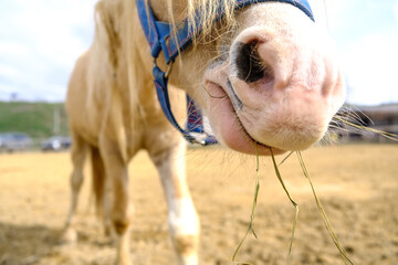 A funny Welsh pony close-up.