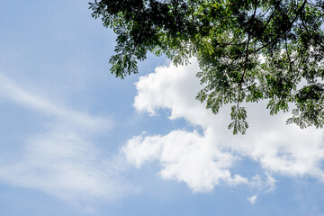 Green leaves with blue sky and white clouds.