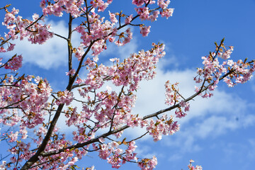 京都 淀水路の河津桜	
