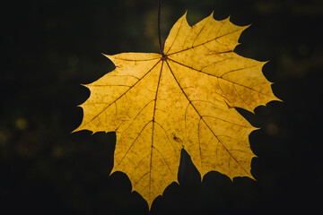 Herbstblatt - Ahornblatt