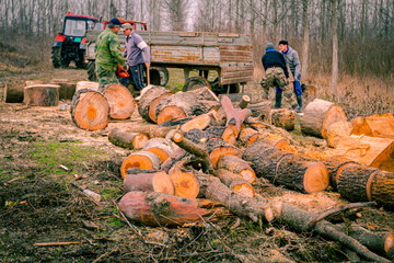 Several woodcutters collect fresh sawn large trunks of hardwood, chopped firewood