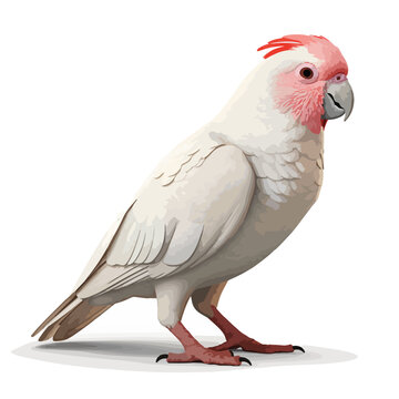 Long-billed Corella clipart clipart isolated on white
